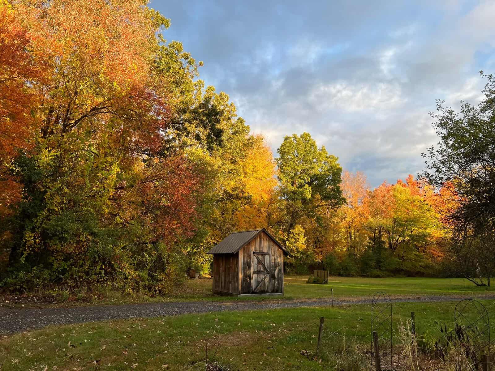 Autumn leaves in Western MA.