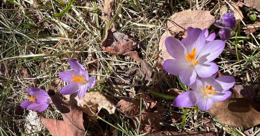 crocuses