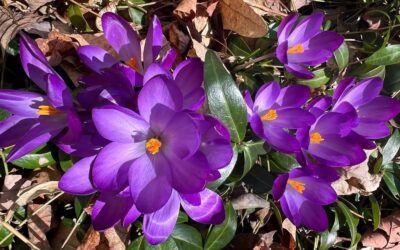 What the Crocus Teaches Us