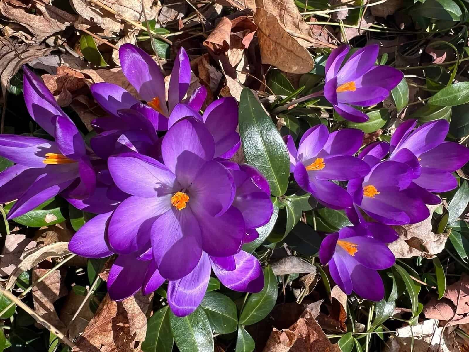 purple crocuses